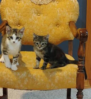 Rescue Domestic Short Hair Cats for Adoption in La Crescent, Minnesota - LINDOR & TRUFFLE | PetCurious