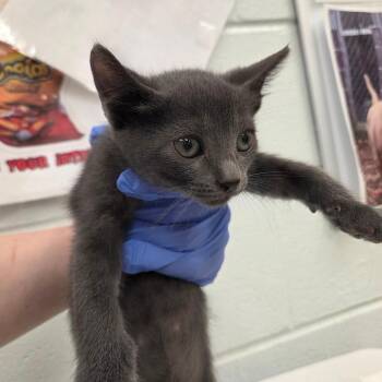 Cooties -  Domestic Short Hair Cat for Adoption in Chattanooga, Tennessee - Cooties | PetCurious