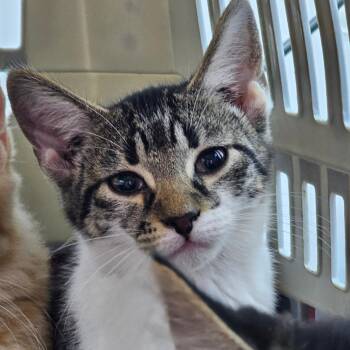 Juju -  Domestic Short Hair Cat for Adoption in Corydon, Indiana - Juju | PetCurious