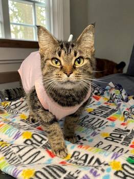 Squeak -  Domestic Short Hair Cat for Adoption in Champaign, Illinois - Squeak | PetCurious