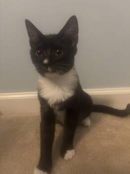 Prada -  Domestic Short Hair Cat for Adoption in Littlestown, Pennsylvania - Prada | PetCurious