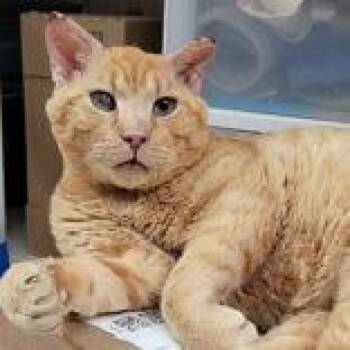 Domestic Short Hair Cats Available for Adoption in Portsmouth, Ohio - Hot Dog | PetCurious