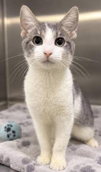 Astro -  Domestic Short Hair Cat for Adoption in Morton Grove, Illinois - Astro | PetCurious