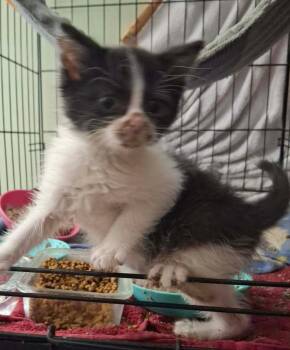 Scrap -  Domestic Short Hair Cat for Adoption in Portland, Indiana - Scrap | PetCurious