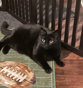 Leroy -  Domestic Short Hair Cat for Adoption in Canonsburg, Pennsylvania - Leroy | PetCurious