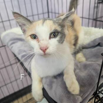 Millie -  Domestic Short Hair Cat for Adoption in West Plains, Missouri - Millie | PetCurious