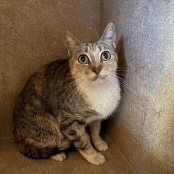 Domestic Short Hair Cats Available for Adoption - Butterfly | PetCurious
