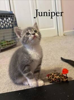 Domestic Short Hair Cats Available for Adoption in Lovingston, Virginia - Juniper | PetCurious