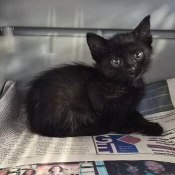 Midnight -  Domestic Short Hair Cat for Adoption in Montgomery, Alabama - Midnight | PetCurious