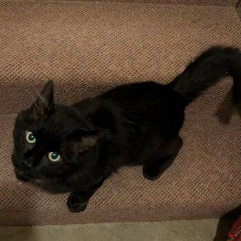 Predazzo -  Domestic Medium Hair Cat for Adoption in Wakefield, Massachusetts - Predazzo | PetCurious