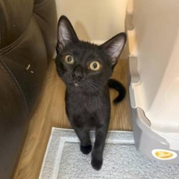 Dobbie -  Domestic Short Hair Cat for Adoption in Rochester, Minnesota - Dobbie | PetCurious