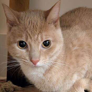 Tabby Cats Available for Adoption - Blossom | PetCurious