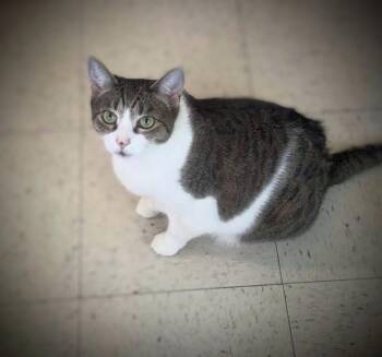 Ms. Sashsa & Mr. T - EXTREMELY URGENT!!! -  Tabby and Domestic Short Hair Cat Available for Adoption in Maryville, Tennessee - Ms. Sashsa & Mr. T - EXTREMELY URGENT!!! | PetCurious