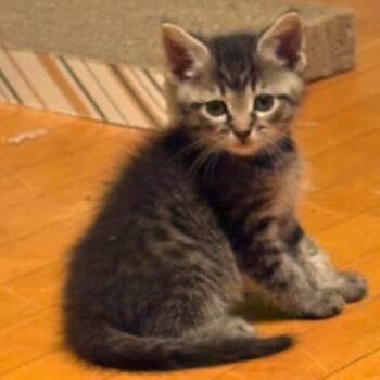 Wolverine -  Domestic Short Hair Cat for Adoption in Medina, Ohio - Wolverine | PetCurious