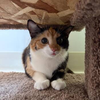 Hayden -  Domestic Short Hair Cat for Adoption in Bedford, New Hampshire - Hayden | PetCurious
