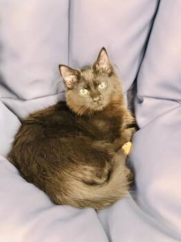 Pom Pom -  Domestic Long Hair Cat for Adoption in Greensburg, Pennsylvania - Pom Pom | PetCurious
