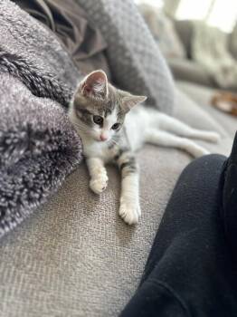 Duchess -  Domestic Short Hair Cat for Adoption in Oceanside, California - Duchess | PetCurious