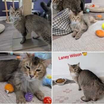 Laney Wilson -  Maine Coon Cat Available for Adoption in Cincinnati, Ohio - Laney Wilson | PetCurious