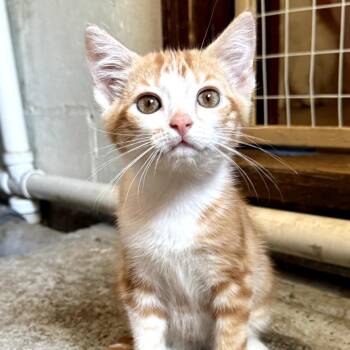 Oden -  Domestic Short Hair Cat for Adoption in Muncie, Indiana - Oden | PetCurious