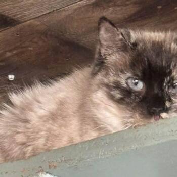 Moxie Melus -  Siamese Cat for Adoption in Tipp City, Ohio - Moxie Melus | PetCurious