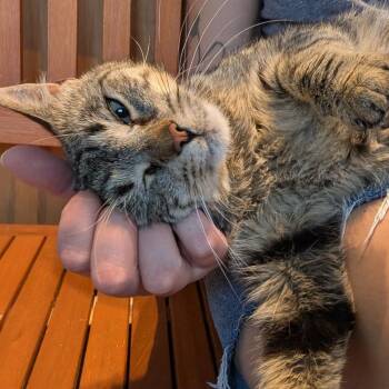 Birdie -  Domestic Short Hair Cat for Adoption in Brockport, New York - Birdie | PetCurious