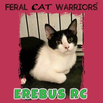 Erebus RC -  Domestic Short Hair Cat for Adoption in Kingman, Arizona - Erebus RC | PetCurious