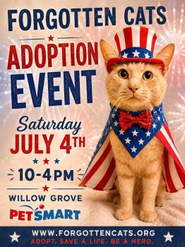 Willow Grove PS Adoption Event July 4 -  Domestic Short Hair Cat for Adoption in Greenville, Delaware - Willow Grove PS Adoption Event July 4 | PetCurious