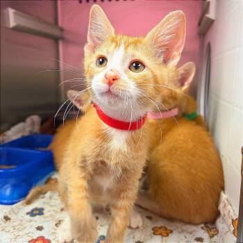 Chandler -  Domestic Short Hair Cat for Adoption in Hannibal, Missouri - Chandler | PetCurious