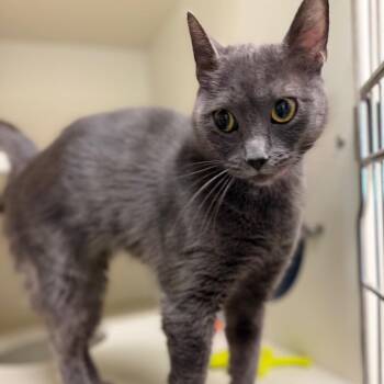 Star -  Domestic Short Hair Cat for Adoption in Fairport, New York - Star | PetCurious