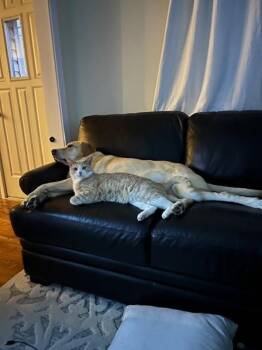 Domestic Short Hair Cats Available for Adoption - Linus | PetCurious