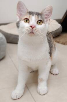 Rescue Dilute Calico Cats for Adoption in Belmont, New York - Annona | PetCurious