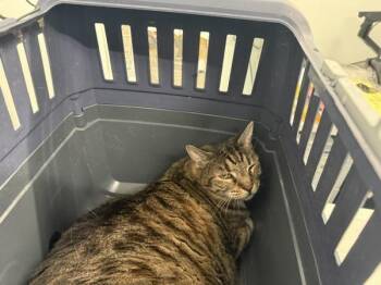 Mamba -  Domestic Short Hair Cat for Adoption - Mamba | PetCurious