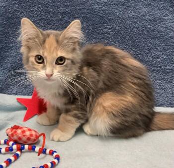 Poppy -  Calico and Domestic Short Hair Cat for Adoption in Dublin, Ohio - Poppy | PetCurious