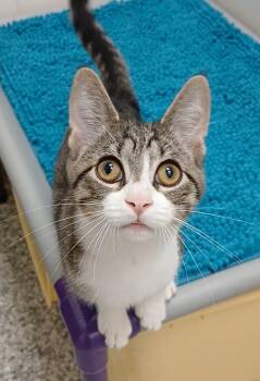 "Big Boy" Felix -  Domestic Short Hair and Tabby Cat for Adoption in Bay City, Michigan - "Big Boy" Felix | PetCurious