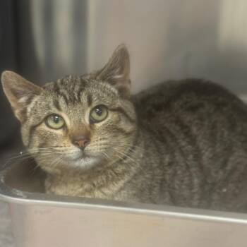 Domestic Short Hair Cats Available for Adoption - Lucky | PetCurious