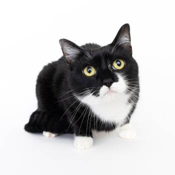 Rescue Domestic Short Hair Cats for Adoption in Franklin, Tennessee - Gertie | PetCurious