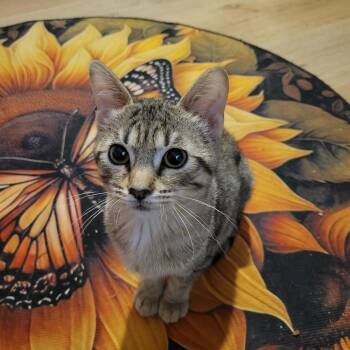 Sunshine -  Domestic Short Hair Cat for Adoption in Mishawaka, Indiana - Sunshine | PetCurious