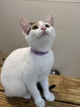 Rescue Domestic Short Hair Cats for Adoption in Chicago, Illinois - Smashley Simpson | PetCurious