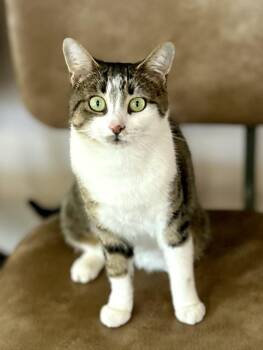 Rescue Domestic Short Hair Cats for Adoption in Philadelphia, Pennsylvania - Isabella | PetCurious
