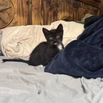 Mars -  Domestic Short Hair Cat for Adoption in Liverpool, Texas - Mars | PetCurious