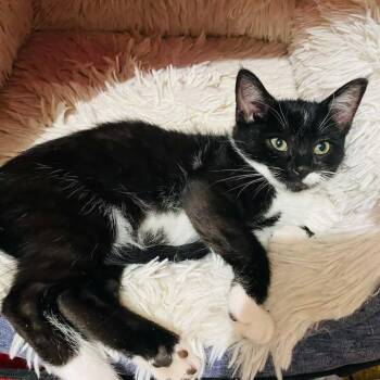 Venus ARC2026-425 -  Domestic Short Hair Cat for Adoption in Akron, New York - Venus ARC2026-425 | PetCurious