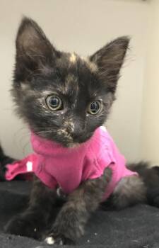 Beets -  Domestic Long Hair Cat for Adoption in Buena Vista, Colorado - Beets | PetCurious