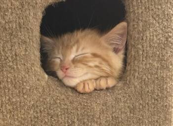 Kansas #1 (APRIL) -  Tabby Cat for Adoption in Fremont, Nebraska - Kansas #1 (APRIL) | PetCurious