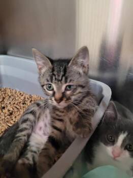 Aang -  Domestic Short Hair Cat for Adoption in Linton, Indiana - Aang | PetCurious