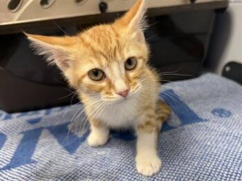 AMARA -  Domestic Short Hair Cat for Adoption in Ames, Iowa - AMARA | PetCurious