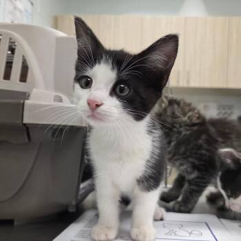 Tac -  Domestic Short Hair Cat for Adoption in Chattanooga, Tennessee - Tac | PetCurious