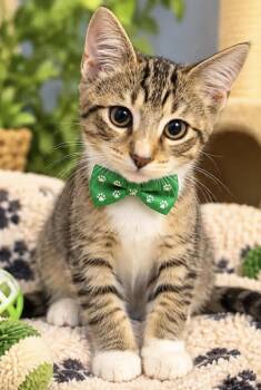 PUMPKIN -  Domestic Short Hair Cat for Adoption in Margate, Florida - PUMPKIN | PetCurious