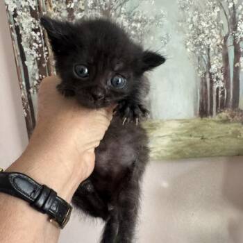 M&Ms-C -  Domestic Medium Hair Cat for Adoption in East St. Louis, Illinois - M&Ms-C | PetCurious