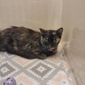Brooklyn -  Domestic Short Hair Cat for Adoption in Gautier, Mississippi - Brooklyn | PetCurious