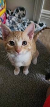 Rescue Domestic Short Hair Cats for Adoption in St. Petersburg, Florida - Maya | PetCurious